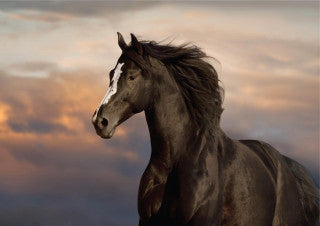 Magestic Horse - Dixie Belle Decoupag ePaper